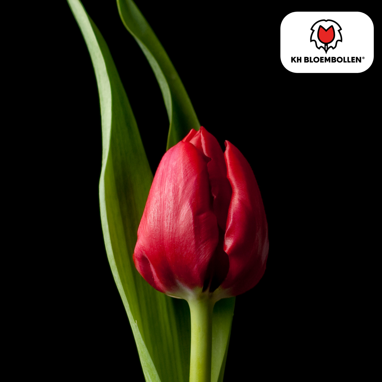 Tulpenbollen Ile de France – 20 Stuks | KH Bloembollen® | Dieprode Tulp – Klassiek, Krachtig & Elegant – Voor Tuin of Pot – Maat 11/12 – Vers van de Teler