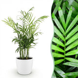 Chamaedorea elegans - Goudpalm - Huisdiervriendelijke Plant - Groen - 1 Plant - met Potter Wit - Pot 12cm - Hoogte 15cm