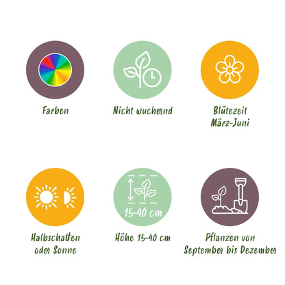Green boutiQ - Bloembollen - Bulbs From Holland - Diversen Kleuren - 125 stuks - Gift Verpakking