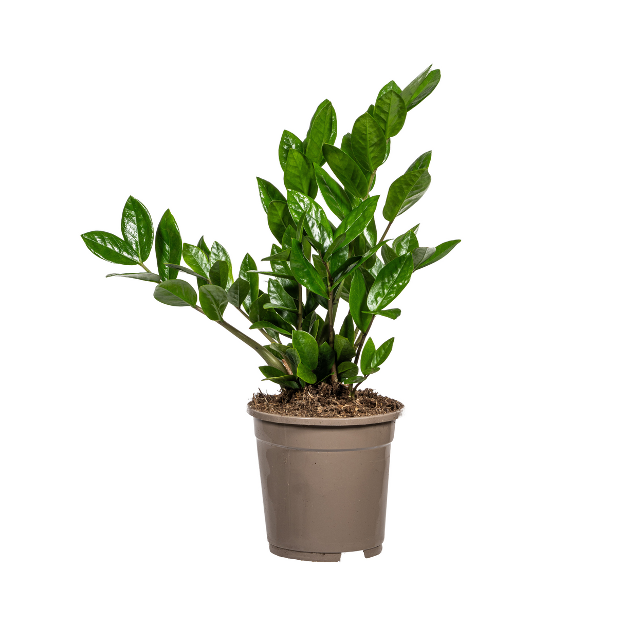 Zz-plant / Zamioculcas Zamiifolia - ↕45cm - Ø17cm