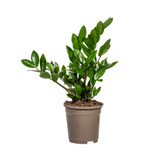 Zz-plant / Zamioculcas Zamiifolia - ↕45cm - Ø17cm