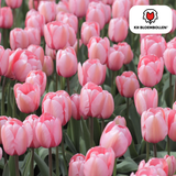 Tulpenzwiebeln Apricot Delight – 20 Stück | KH Bloembollen® | Rosa Apricot Tulpe – Sanft & Frisch – Geschenk für Garten oder Topf – Größe 11/12 – Frisch vom Züchter!