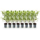 Green boutiQ - Haagplanten - Ligustrum ovalifolium Aureum - blad geel groen - 8 planten - 1 strekkende meter - groenblijvend - pot  9cm hoogte 35-40cm