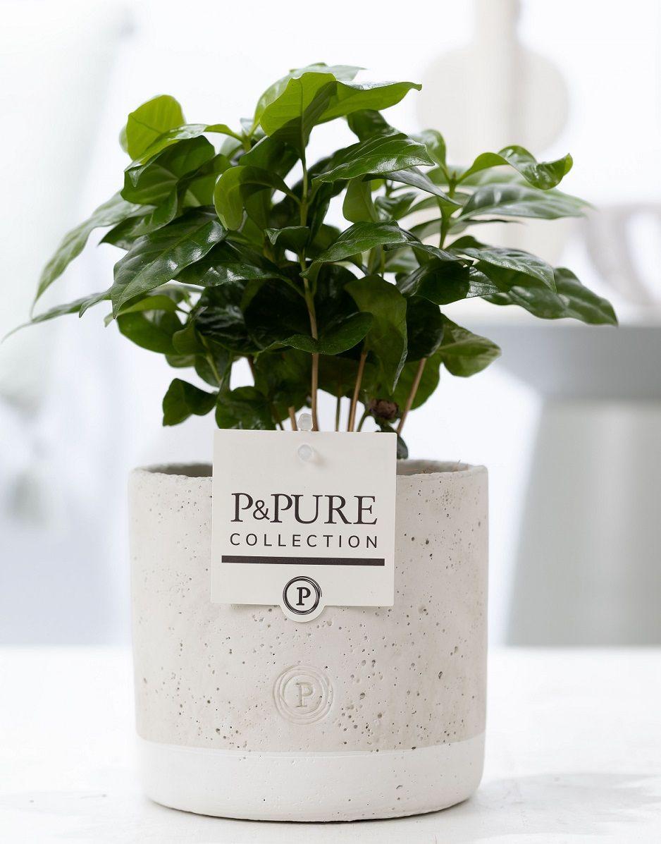 Coffea Arabica en céramique P&PURE Jade - Ø12cm - ↕20cm
