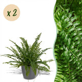 Nephrolepsis exaltata Green Lady - Varen - Huisdiervriendelijke Plant - Groen - 2 Planten - met Potter Grijs - Pot 12cm - Hoogte 25cm