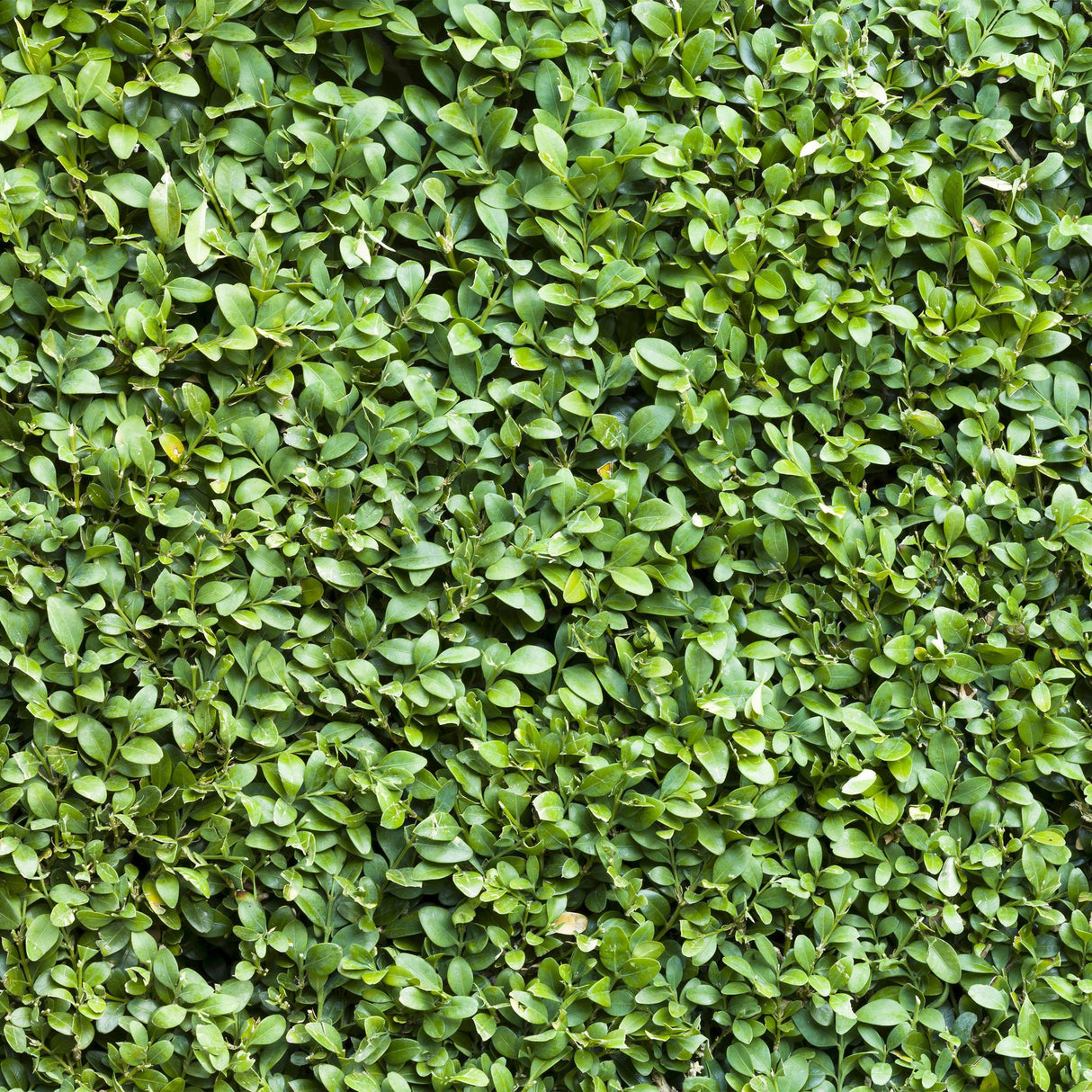 Green boutiQ - Haagplanten - Buxus sempervirens -  blad groen - 6 planten - 1 strekkende meter - groenblijvend - pot 17cm hoogte 45cm