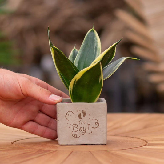 Congreet plantpots + Sansevieria | It's a boy