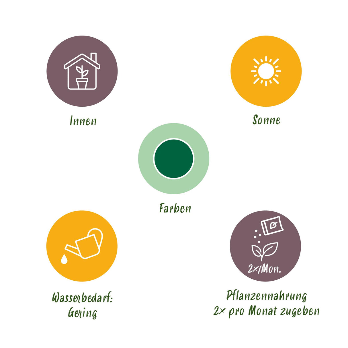 Green boutiQ - Kamerplant - Euphorbia eritrea - Afrikaanse melkboom - Weinig onderhoud - Groen - 1 - Pot 17cm - Hoogte 60cm