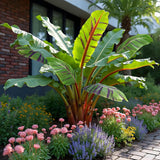 Green boutiQ - Fruitplant - Bananen plant - Musa sikkemensis Red Tiger - Winterhard - 6 planten - Pot 17cm Hoogte 40cm