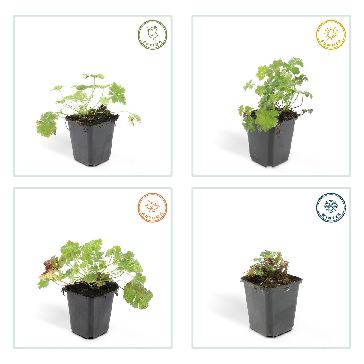 40x Geranium cant. 'Biokovo' - ↕10-25cm - Ø9cm