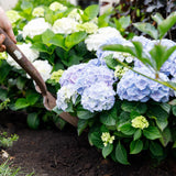 Hortensia - Hydrangea Forever & Ever - Blauw - 7-12 Bloemen - Pot 23cm Hoogte 55cm