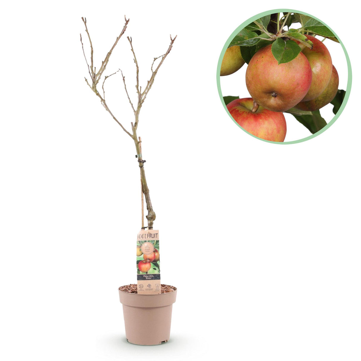 Appelboom - Malus domestica Elstar - Rode groene Appel - Pot 21cm Hoogte 90cm