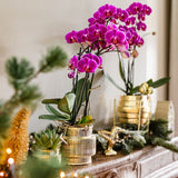 Kolibri Orchids | Plantenset Allure Shiny Goud - 2 Witte Phalaenopsis Orchideeën Niagara Fall White - Ø12 cm