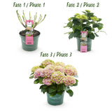 Hortensia - Hydrangea Magical Jewel Pink - Roze - 6-10 Bloemen - Pot 23cm Hoogte 55cm
