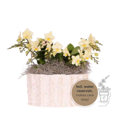 Kolibri Orchids | Gele Jungle Bouquet Botanic Yellow in Oyster Dish