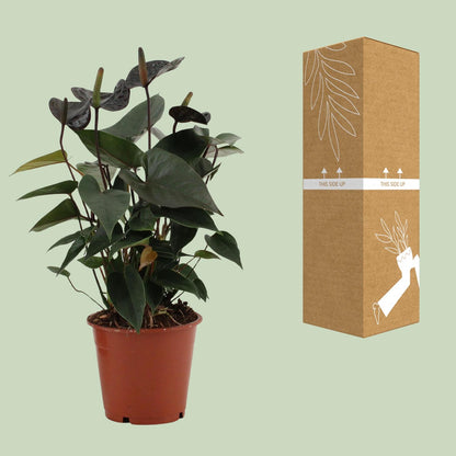 Flamingoplant / Anthurium – ↕36cm – ⌀12cm