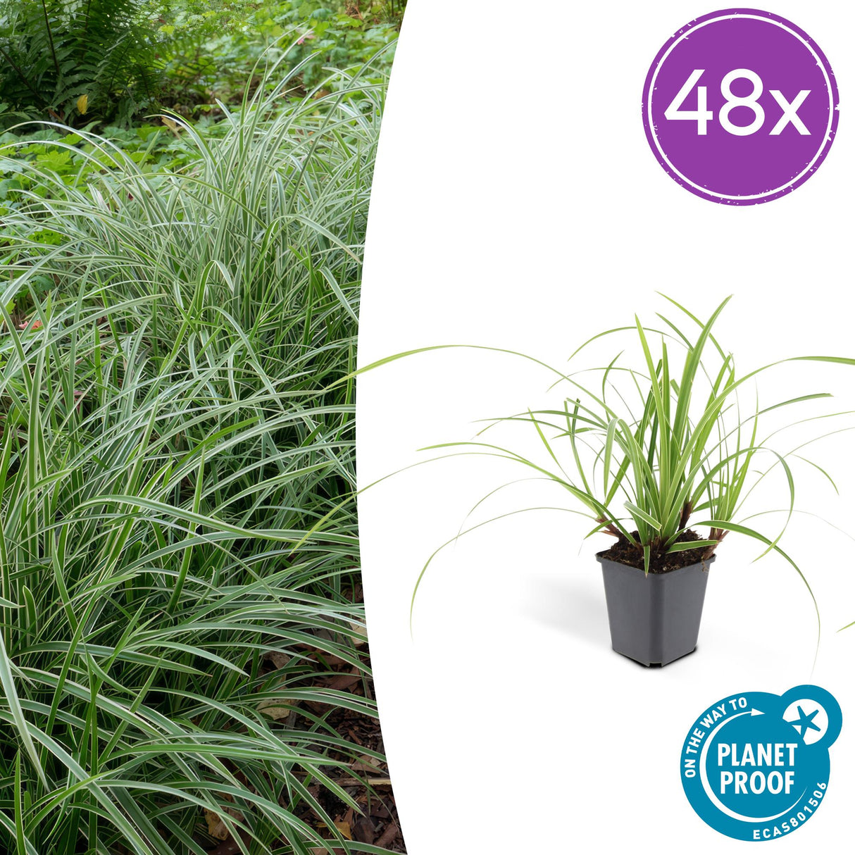 48x Carex morrowii 'Ice Dance' - ↕10-25cm - Ø9cm