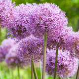 Bulbes d'ail 5 pièces