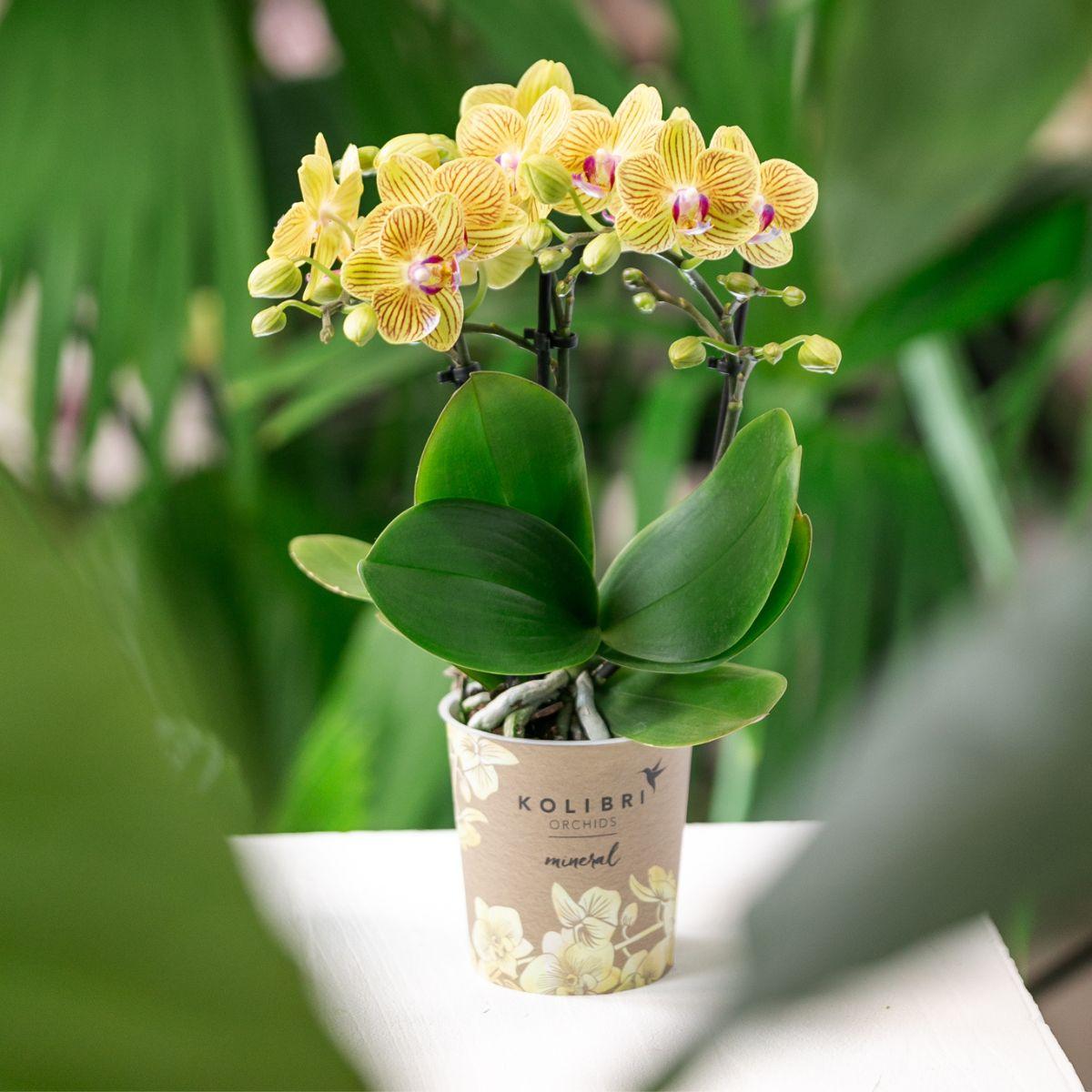 Kolibri Orchids | gele Phalaenopsis orchidee - Lima - potmaat Ø9cm | bloeiende kamerplant - vers van de kweker