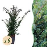 Green boutiQ - Haagplanten - Taxus baccata - blad groen - 6 planten - 1 strekkende meter - groenblijvend - pot 17cm hoogte 60cm