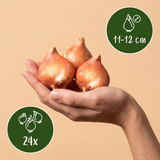 24x Tulipa Double Sensation - Gevulde tulp - Diversen - Voorjaarsbloeier - Bolmaat 11/12