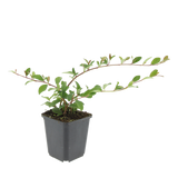 48x Cotoneaster dammeri - ↕10-25cm - Ø9cm