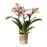 Kolibri Orchids | witte Phalaenopsis orchidee potmaat Ø9cm | Gibraltar | bloeiende kamerplant - vers van de kweker
