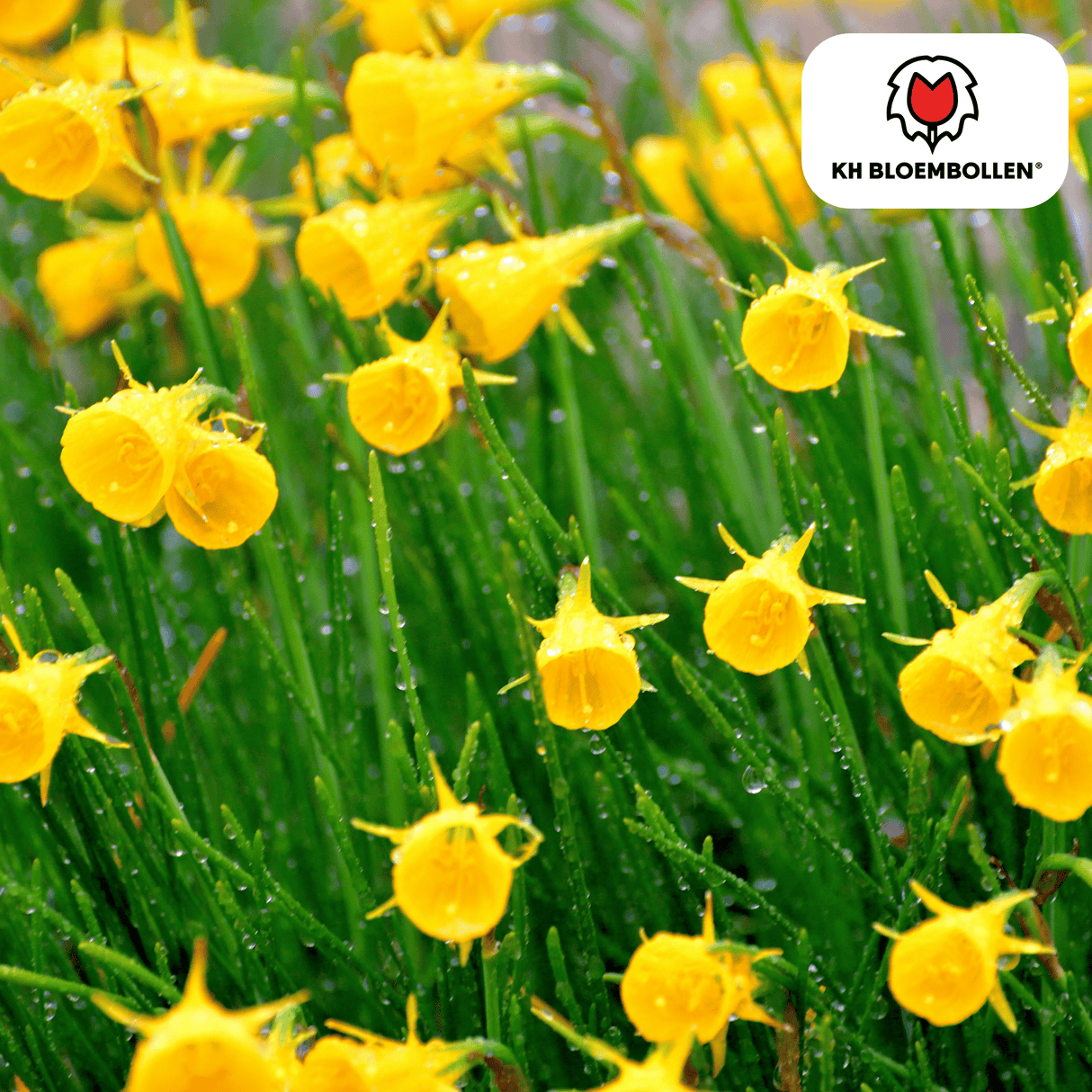 Narcis Golden Bells 25 stuks