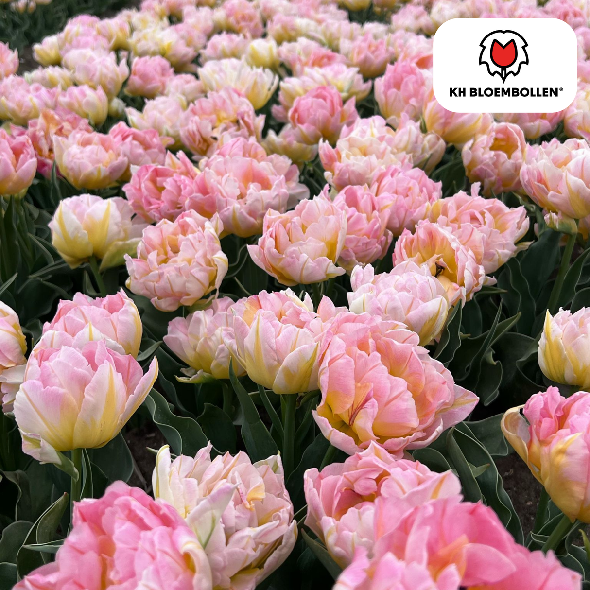 Bulbes de tulipes Password – 20 pièces | KH Bloembollen® | Tulipe rose à fleurs doubles – Pleine, douce et romantique – Pour jardin ou pot – Taille 11/12 – Frais du producteur