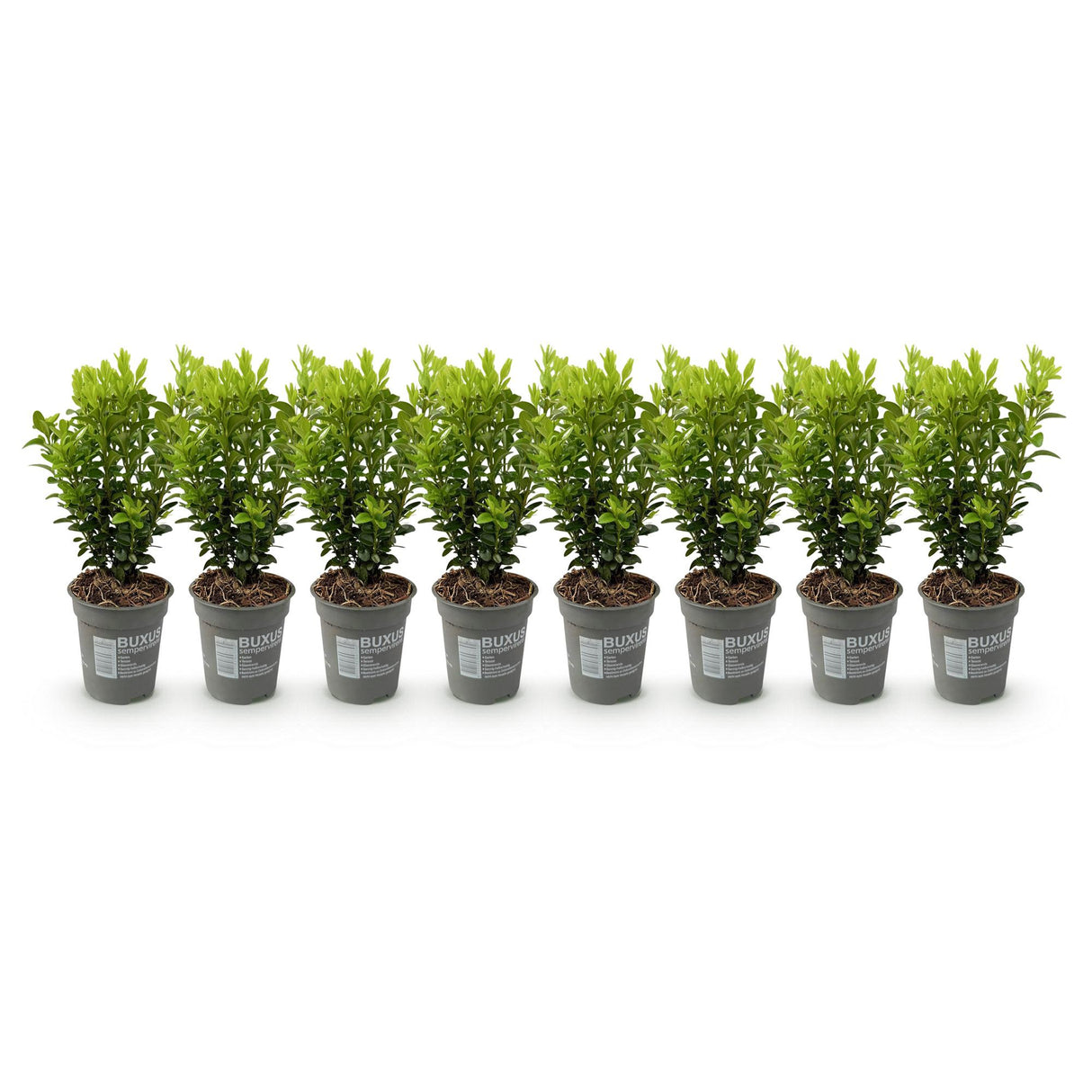 Green boutiQ - Haagplanten - Buxus sempervirens -  blad groen - 8 planten - 1 strekkende meter - groenblijvend - pot 9cm hoogte 20-25cm