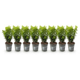 Green boutiQ - Haagplanten - Buxus sempervirens -  blad groen - 8 planten - 1 strekkende meter - groenblijvend - pot 9cm hoogte 20-25cm