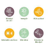 Green boutiQ - Haagplanten - Thuja occidentalis Smaragd - blad groen - 8 planten - 1 strekkende meter - groenblijvend - pot 9cm hoogte 30-35cm