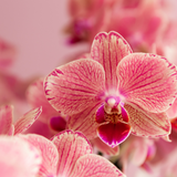 Kolibri Orchids | Oranje roze Phalaenopsis orchidee - Jewel Pirate Picotee - potmaat Ø12cm  bloeiende kamerplant - vers van de kweker
