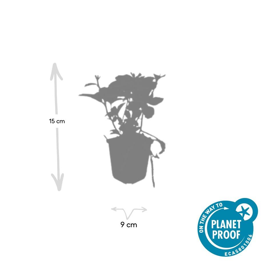 24x Pachysandra terminalis - ↕10-25cm - Ø9cm