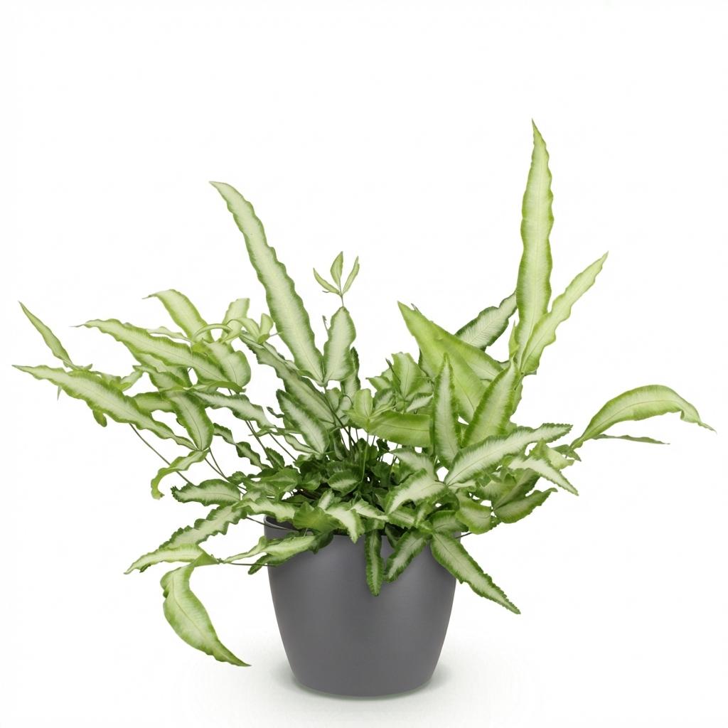 Pteris cretica Albolineata - Lintvaren - Huisdiervriendelijke Plant - Groen - 1 Plant - met Potter Grijs - Pot 12cm - Hoogte 20cm