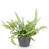Pteris cretica Albolineata - Lintvaren - Huisdiervriendelijke Plant - Groen - 1 Plant - met Potter Grijs - Pot 12cm - Hoogte 20cm