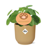 Pilea Peperomioides 12cm in ELHO Vibes Fold 14cm geel