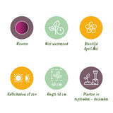 Green boutiQ - Bloembollen - Tulp Triumph Purple - Kleur Paars - 15 stuks - Bolmaat 11/12 - XXL Pack