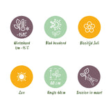 Siergrassen - Stipa tenuifolia Pony Tails - Groen - 2 Planten - Bladhoudend - Weinig Onderhoud - Pot 17cm Hoogte 50cm