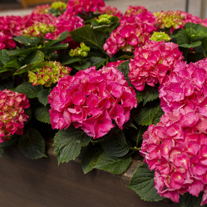 Green boutiQ - Hortensia - Hydrangea macrophylla Rood - Bloem Rood - 3 Planten - 1 m2 - Bladverliezend - Weinig Onderhoud - Pot 17cm Hoogte 30cm