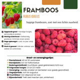 "Vruchten oase" BIO Fruitplanten mix set van 5 verschillende soorten