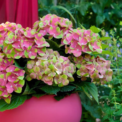 Hortensia - Hydrangea Magical Green Fire - Roze Groen - 6-10 Bloemen - Pot 23cm Hoogte 55cm