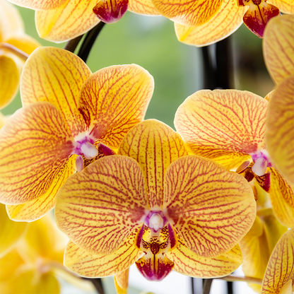Kolibri Orchids | Oranje phalaenopsis orchidee potmaat Ø12cm | Sunny Bunny | bloeiende kamerplant - vers van de kweker