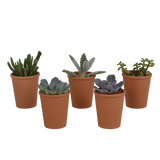 Vetplanten mix 5.5 cm - 5x - in terracotta pot