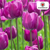 Tulpenzwiebeln Purple Prince – 20 Stück | KH Bloembollen® | Lila-Violette Tulpe – Kräftig & Königliche – Für Garten oder Topf – Größe 11/12 – Frisch vom Züchter