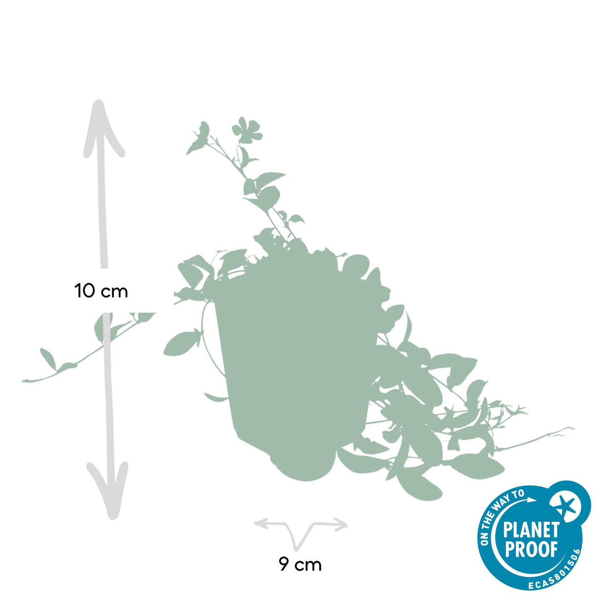 24x Vinca minor - ↕10-25cm - Ø9cm