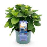 Hortensia - Hydrangea Magical Revolution Blue - Blauw - 6-10 Bloemen - Pot 23cm Hoogte 55cm