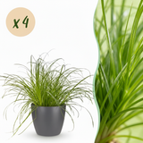 Cyperus alternifolius Zumula - Kattengras - Huisdiervriendelijke Plant - Groen - 4 Planten - met Potter Grijs - Pot 12cm - Hoogte 20cm