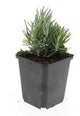 48x Lavandula ang. 'Dwarf Blue' - ↕10-25cm - Ø9cm