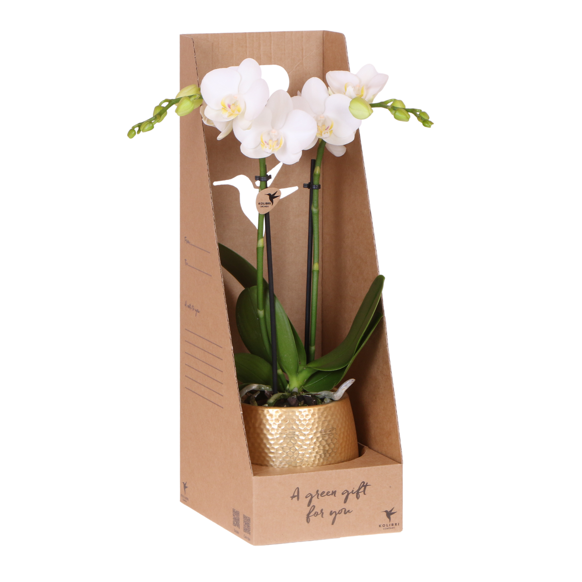 Kolibri Orchids | Witte Phalaenopsis Orchidee - Mineral Amabilis in Elite Sierpot Goud met Giftbox - Ø9 cm
